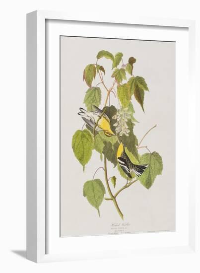 Illustration from 'Birds of America', 1827-38-John James Audubon-Framed Giclee Print