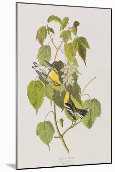 Illustration from 'Birds of America', 1827-38-John James Audubon-Mounted Giclee Print