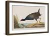 Illustration from 'Birds of America', 1827-38-John James Audubon-Framed Giclee Print