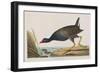 Illustration from 'Birds of America', 1827-38-John James Audubon-Framed Giclee Print