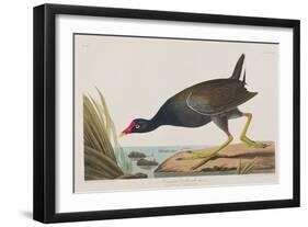 Illustration from 'Birds of America', 1827-38-John James Audubon-Framed Giclee Print