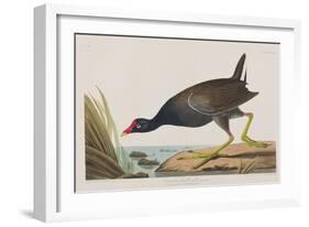 Illustration from 'Birds of America', 1827-38-John James Audubon-Framed Giclee Print