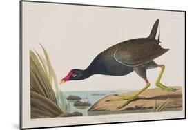 Illustration from 'Birds of America', 1827-38-John James Audubon-Mounted Giclee Print