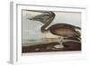 Illustration from 'Birds of America', 1827-38-John James Audubon-Framed Giclee Print