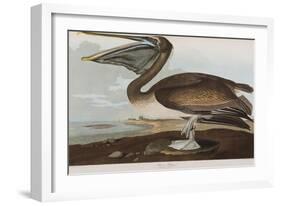 Illustration from 'Birds of America', 1827-38-John James Audubon-Framed Giclee Print