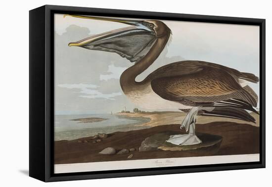 Illustration from 'Birds of America', 1827-38-John James Audubon-Framed Stretched Canvas