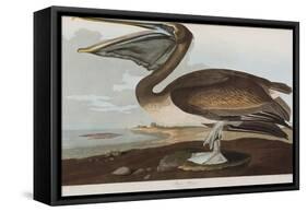 Illustration from 'Birds of America', 1827-38-John James Audubon-Framed Stretched Canvas