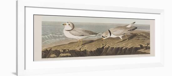 Illustration from 'Birds of America', 1827-38-John James Audubon-Framed Giclee Print