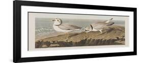 Illustration from 'Birds of America', 1827-38-John James Audubon-Framed Giclee Print