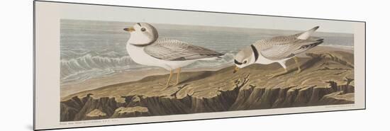 Illustration from 'Birds of America', 1827-38-John James Audubon-Mounted Giclee Print