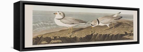 Illustration from 'Birds of America', 1827-38-John James Audubon-Framed Stretched Canvas