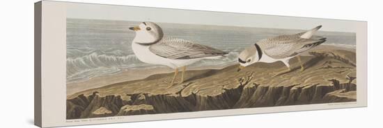 Illustration from 'Birds of America', 1827-38-John James Audubon-Stretched Canvas