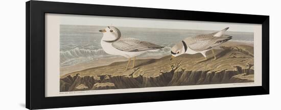 Illustration from 'Birds of America', 1827-38-John James Audubon-Framed Giclee Print