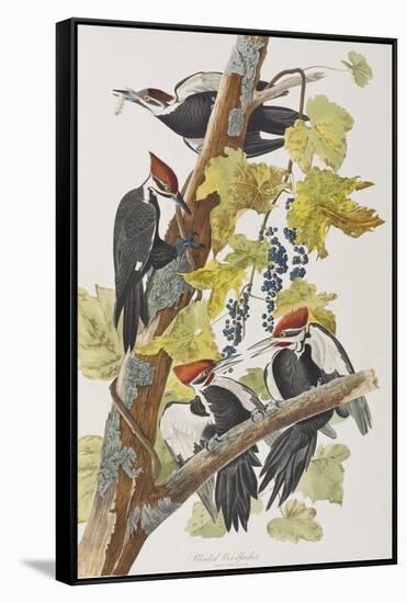 Illustration from 'Birds of America', 1827-38-John James Audubon-Framed Stretched Canvas