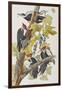 Illustration from 'Birds of America', 1827-38-John James Audubon-Framed Giclee Print