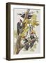 Illustration from 'Birds of America', 1827-38-John James Audubon-Framed Giclee Print