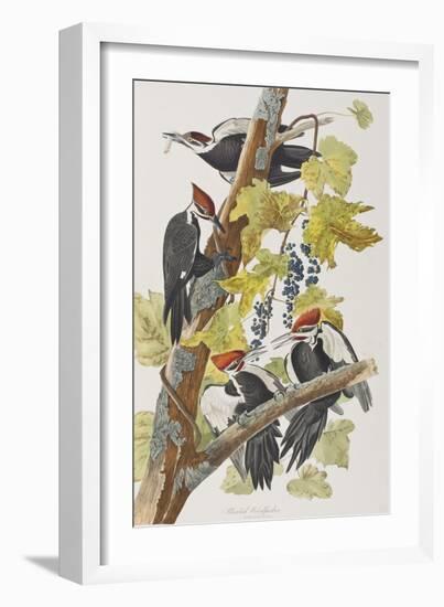 Illustration from 'Birds of America', 1827-38-John James Audubon-Framed Giclee Print