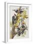 Illustration from 'Birds of America', 1827-38-John James Audubon-Framed Giclee Print