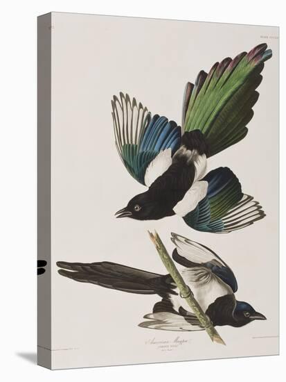 Illustration from 'Birds of America', 1827-38-John James Audubon-Stretched Canvas