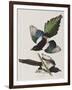 Illustration from 'Birds of America', 1827-38-John James Audubon-Framed Giclee Print