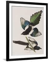 Illustration from 'Birds of America', 1827-38-John James Audubon-Framed Giclee Print