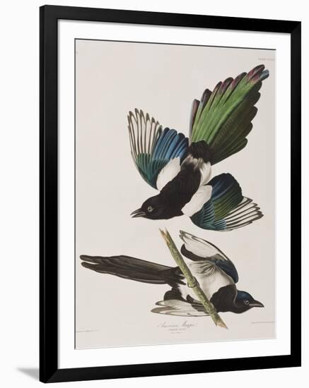 Illustration from 'Birds of America', 1827-38-John James Audubon-Framed Giclee Print