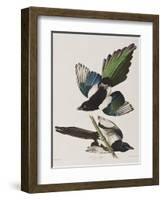 Illustration from 'Birds of America', 1827-38-John James Audubon-Framed Giclee Print