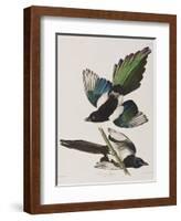 Illustration from 'Birds of America', 1827-38-John James Audubon-Framed Giclee Print