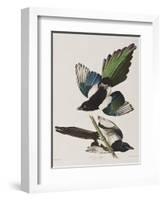 Illustration from 'Birds of America', 1827-38-John James Audubon-Framed Giclee Print