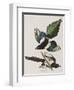 Illustration from 'Birds of America', 1827-38-John James Audubon-Framed Giclee Print