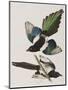 Illustration from 'Birds of America', 1827-38-John James Audubon-Mounted Giclee Print