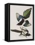 Illustration from 'Birds of America', 1827-38-John James Audubon-Framed Stretched Canvas