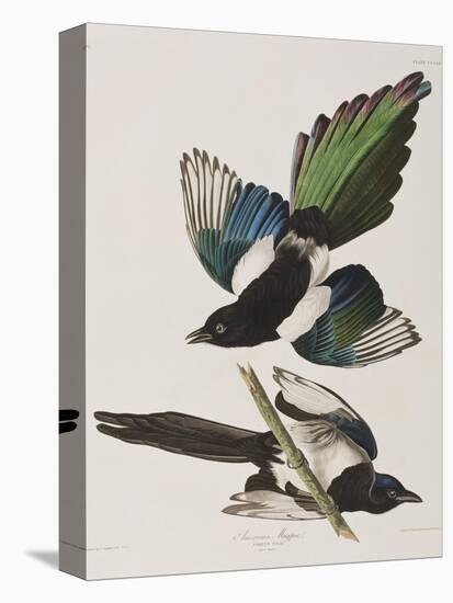 Illustration from 'Birds of America', 1827-38-John James Audubon-Stretched Canvas