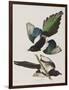 Illustration from 'Birds of America', 1827-38-John James Audubon-Framed Giclee Print