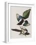 Illustration from 'Birds of America', 1827-38-John James Audubon-Framed Giclee Print