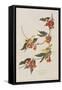 Illustration from 'Birds of America', 1827-38-John James Audubon-Framed Stretched Canvas