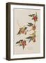 Illustration from 'Birds of America', 1827-38-John James Audubon-Framed Giclee Print