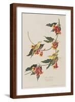 Illustration from 'Birds of America', 1827-38-John James Audubon-Framed Giclee Print