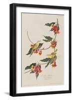 Illustration from 'Birds of America', 1827-38-John James Audubon-Framed Giclee Print