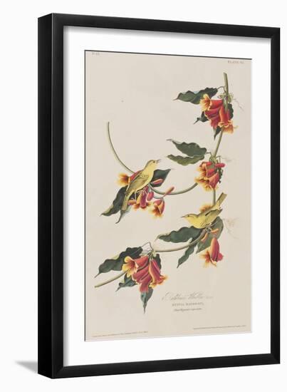 Illustration from 'Birds of America', 1827-38-John James Audubon-Framed Giclee Print