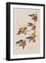 Illustration from 'Birds of America', 1827-38-John James Audubon-Framed Giclee Print