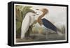 Illustration from 'Birds of America', 1827-38-John James Audubon-Framed Stretched Canvas