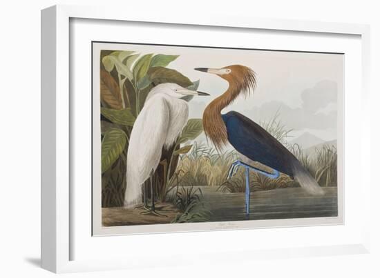 Illustration from 'Birds of America', 1827-38-John James Audubon-Framed Giclee Print