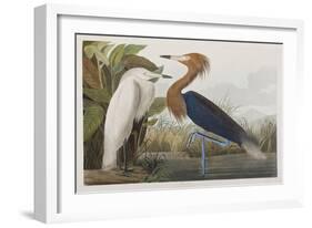 Illustration from 'Birds of America', 1827-38-John James Audubon-Framed Giclee Print