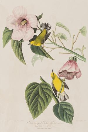 https://imgc.allpostersimages.com/img/posters/illustration-from-birds-of-america-1827-38_u-L-Q1HOHJN0.jpg?artPerspective=n
