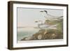 Illustration from 'Birds of America', 1827-38-John James Audubon-Framed Giclee Print