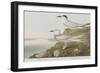 Illustration from 'Birds of America', 1827-38-John James Audubon-Framed Giclee Print