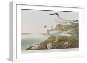 Illustration from 'Birds of America', 1827-38-John James Audubon-Framed Giclee Print