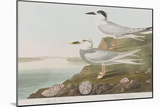 Illustration from 'Birds of America', 1827-38-John James Audubon-Mounted Giclee Print