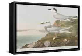 Illustration from 'Birds of America', 1827-38-John James Audubon-Framed Stretched Canvas